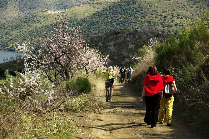 Amendoeiras em Flor - Vila Nova de Foz Côa and the Alto Douro lunch that slows the day down