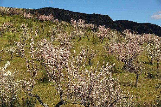 Amendoeiras em Flor - Logistics that matter: pickup, timing, and a weather-dependent day