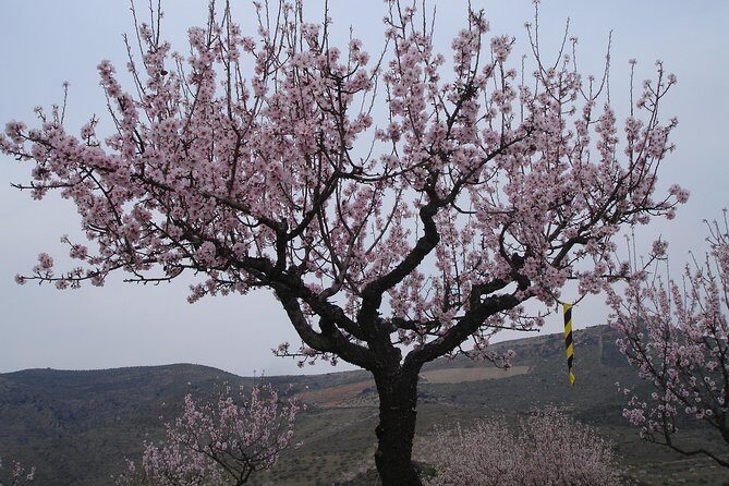 Amendoeiras em Flor - Should you book Amendoeiras em Flor with VIDABOA tours?