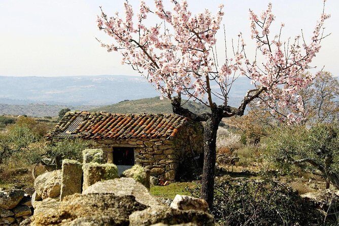 Amendoeiras em Flor - Parque Arqueológico do Vale do Côa and Museu do Côa in 1 focused hour