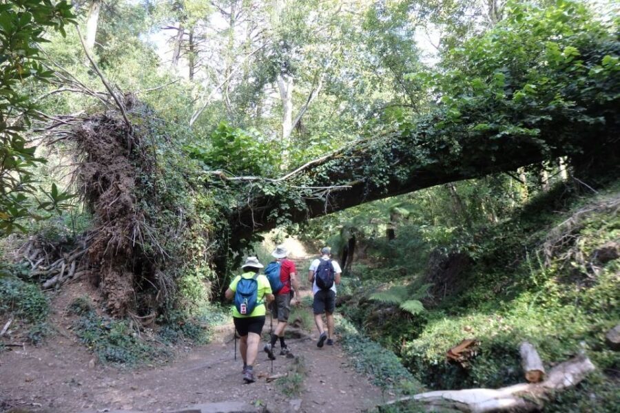 An adventure through the Forest and Palace of Bussaco - Coim - Pickup From Coimbra or Mealhada: Less Transit, More Time in Nature