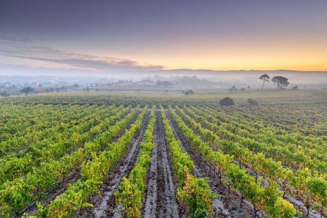Bairrada Private Tour (Luso & Curia Villages) with Wine Tasting - 8:30 Pickup and the Ride That Removes the Headache
