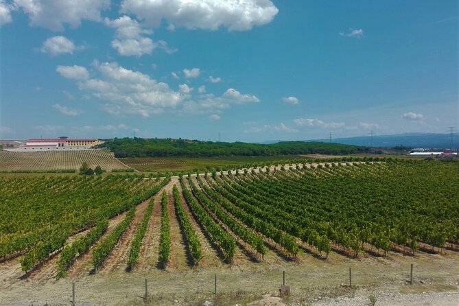 Bairrada Winery Route, full-day from Coimbra - Stop 3 at Alianca Underground Museum: tunnels, cellars, and a slower kind of wow