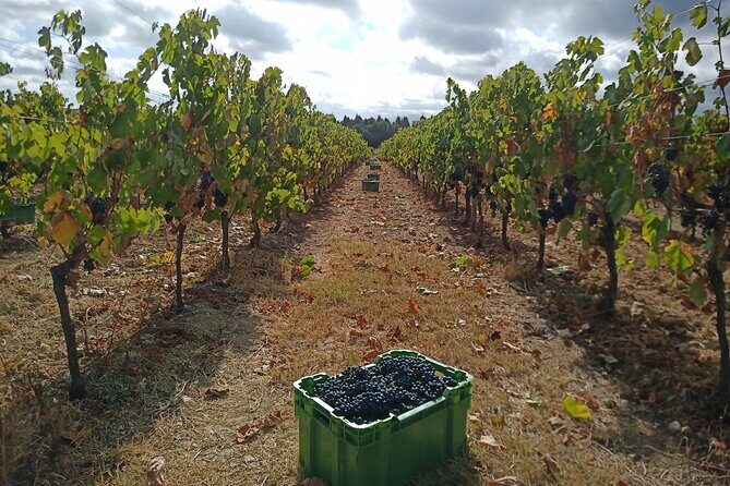 Bairrada Winery Route, half day from Coimbra - Your tasting game plan: how to enjoy Bairrada even if wine isn’t your thing