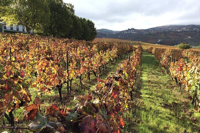 Douro: luxury walking tour with lunch at Quinta da Pacheca - Lunch at the Quinta’s restaurant with wine pairing