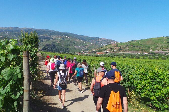 Douro: luxury walking tour with lunch at Quinta da Pacheca - Who this tour fits best (and who should skip it)