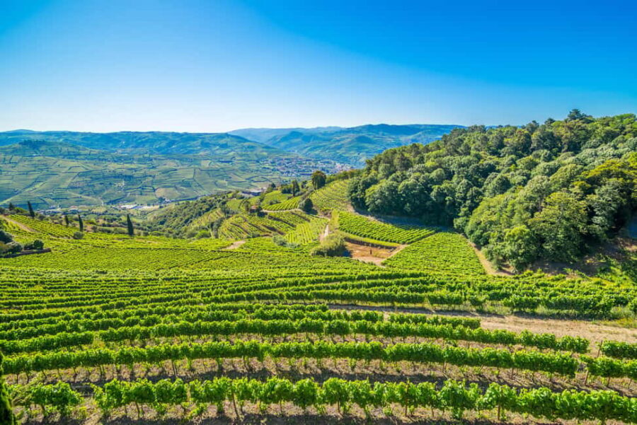 Douro: Quinta de Santa Júlia Lunch, Tour, & Wine Tasting - Wood-Burning Cooker Lunch: Douro Flavors With Wine