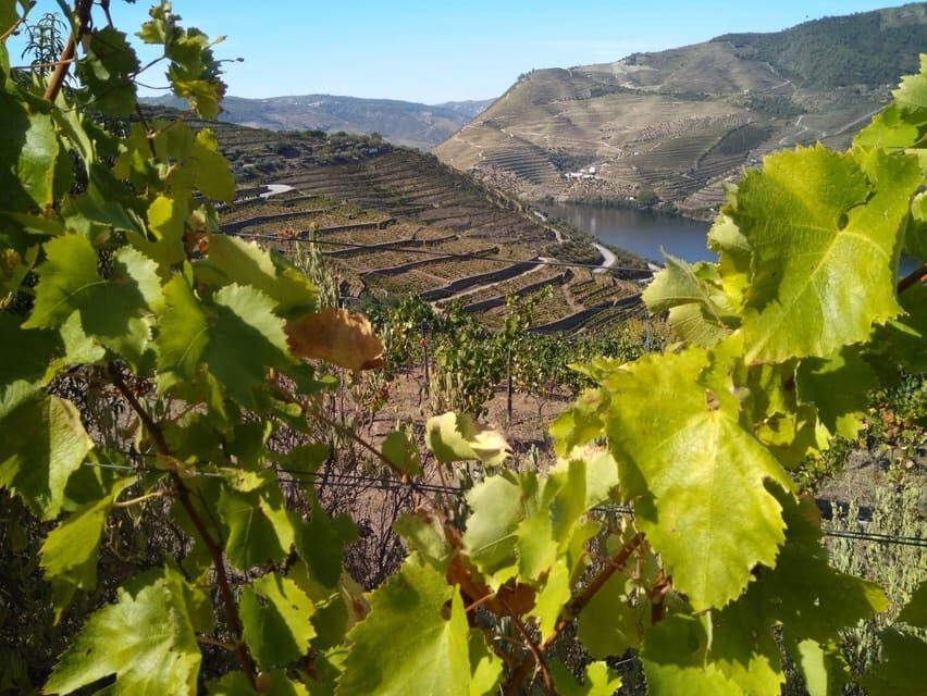 Douro Valley & Amarante - from Porto, Braga or Guimarães - The Douro Valley viewpoint breaks: short stops, useful context