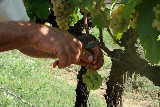 Douro Valley Premium with wine tasting lunch and boat - Sabrosa lunch: where the day turns from tasting to feasting