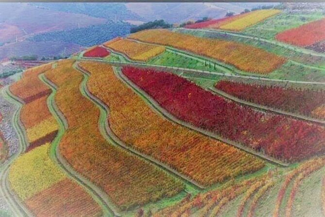 Douro Valley Premium with wine tasting lunch and boat - Second Sabrosa farm: reds, whites, Moscato, and the non-wine pairings