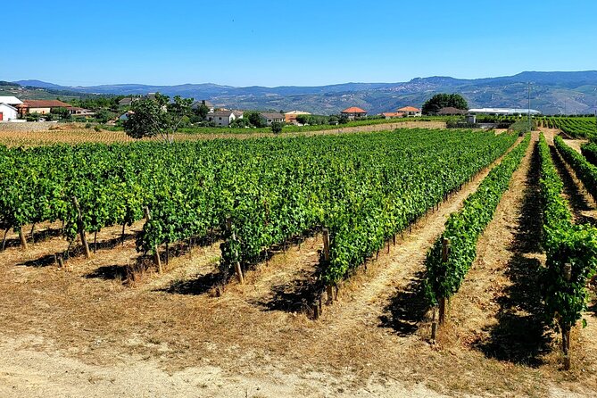 Douro Valley Private Tour (winery + boat + viewpoint) - Régua to Pinhão: the N222 drive with big Douro scenery