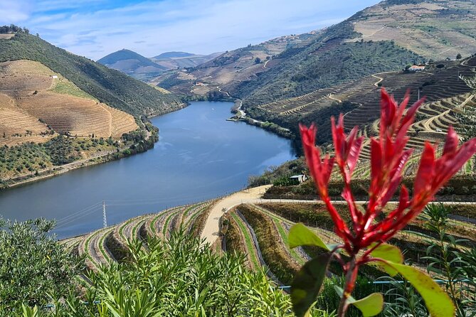 Douro Valley Private Tour (winery + boat + viewpoint) - The family winery tasting: small producer energy with Luis