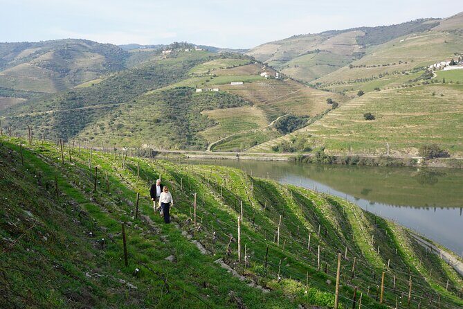 Douro Valley private tour with wine tasting and boat tour - How the guides shape the day (and why it matters)