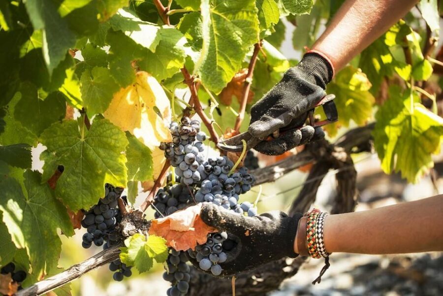 Douro Valley: Quinta de S. Luiz Winery Tour and Tasting - Key points to know before you go