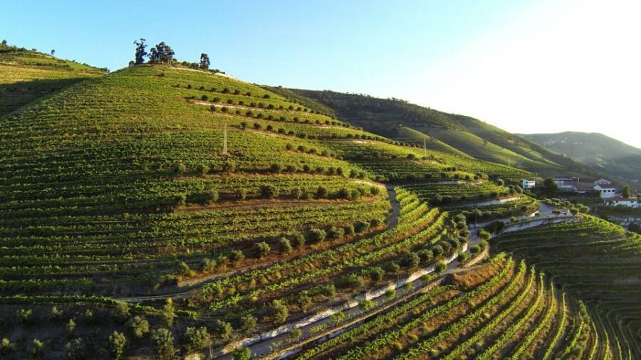 Douro Valley: Quinta de S. Luiz Winery Tour and Tasting - Price and value: is $25 for an hour a good deal?