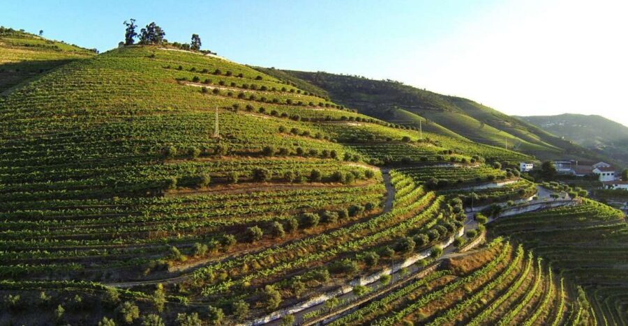 Douro Valley: Quinta de S. Luiz Winery Tour and Tasting - Terrace S. Luiz views: what you see before you sip