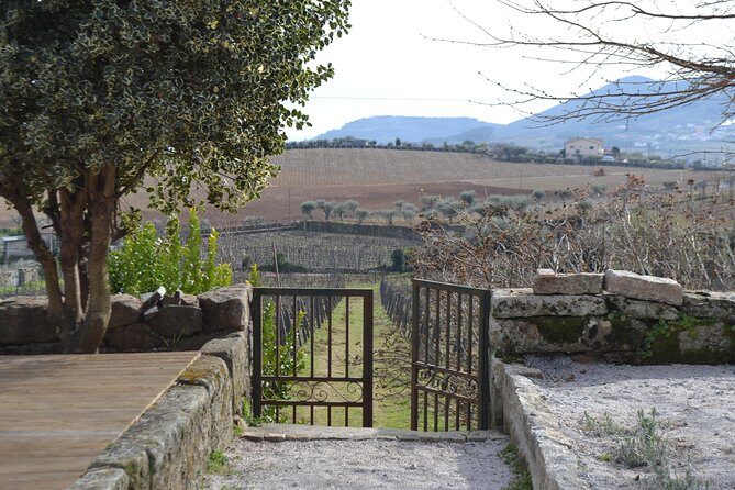 Douro Valley Tour: 2 Vineyard Visits, River Cruise, Winery Lunch - National Road 222 to Sabrosa: uphill roads and a lunch countdown