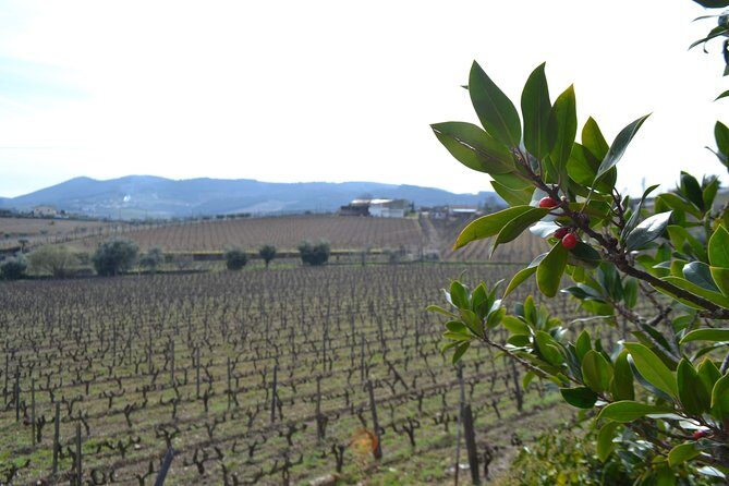 Douro Valley Tour: 2 Vineyard Visits, River Cruise, Winery Lunch - Guides, comfort, and small-group energy in a day trip