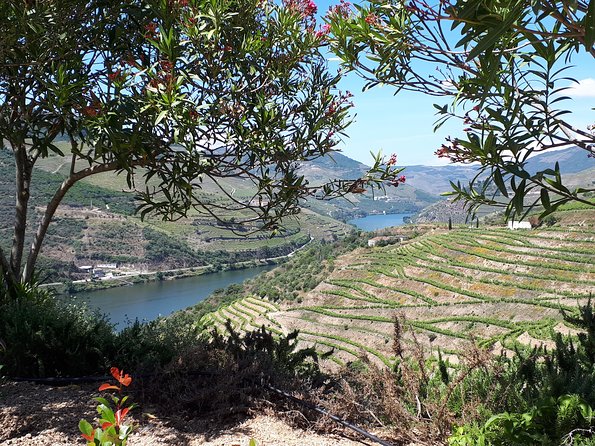 Douro Valley Tour (wine & Food) - Lunch Planning: The One Detail You Must Confirm