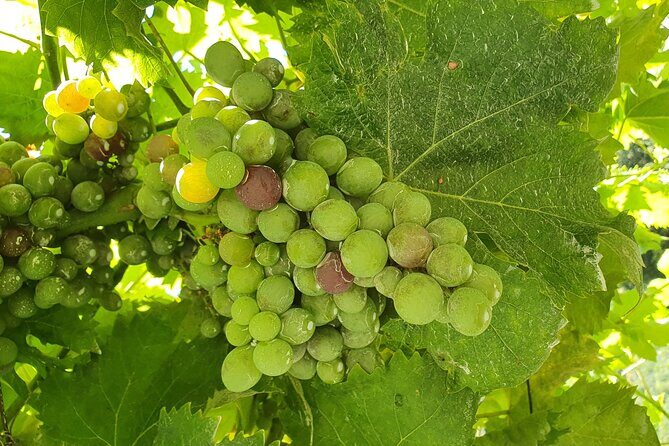 Douro Valley Tour with Train and Vinho Verde - The Train to Pinhão and the Rabelo Boat Cruise (Why It’s Worth It)