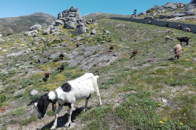 Estrela Mountain, full-day from Coimbra - Should You Book the Estrela Mountain Full-Day From Coimbra?