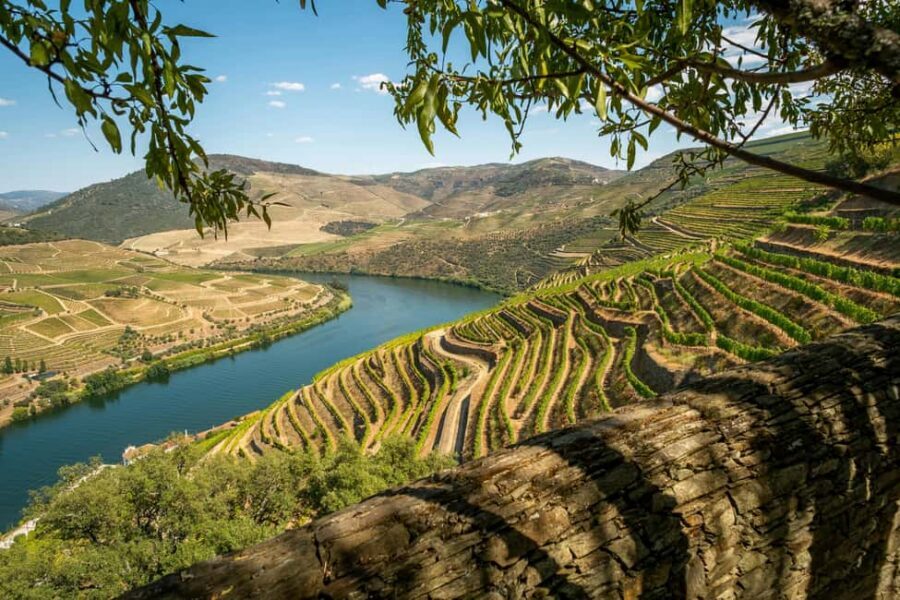 Exclusive Douro Valley: 3 Wineries, 9 Wine Tastings & Lunch - Morning Pickup in Porto (and the Timing That Actually Matters)