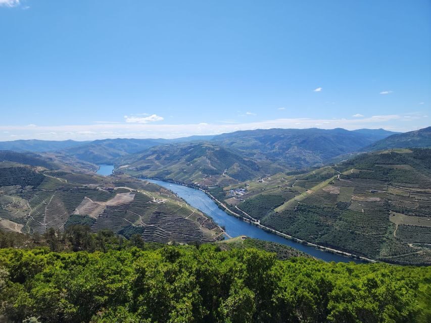 From Peso da Régua: Visit 3 wineries, tasting and viewpoint - Stop 3: the small wine and olive oil producer (1 hour) for a different kind of taste