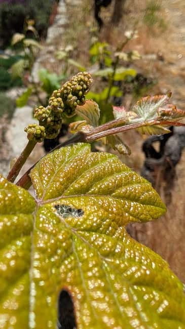 From Porto: 2 Wine Regions, Farm-to-Table Lunch & Boat - The Douro Valley Wine Estate: Vineyards, Cellars, and “Best Views” Photo Time