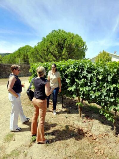 From Porto: Douro Valley 3 Vineyards Tour with Lunch - First vineyard stop: guided facilities and a tasting that makes sense