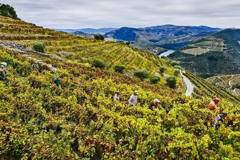 From Porto: Douro Valley with Wineries, Lunch and Boat Trip - The 50-minute Rabelo boat cruise: the views that justify the whole day