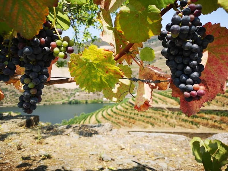 From Porto: Tastings at 2 Wineries, Chef's Lunch & Boat Tour - Farm-to-Table Chef Lunch: The Douro You Eat