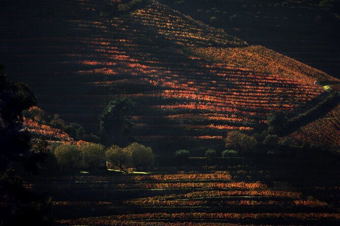 Lunch and Wine Tasting in the Douro Valley Region - Key highlights at a glance