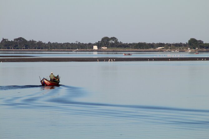 Moliceiro boat trip, with experience in bivalves harvesting - Key highlights to know before you go