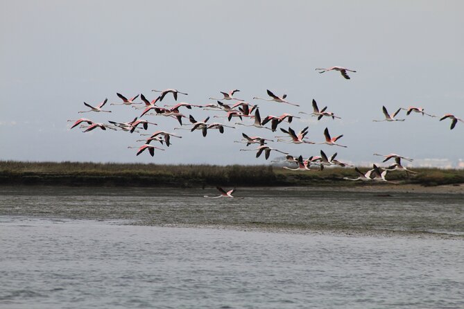 Moliceiro boat trip, with experience in bivalves harvesting - Who should book this Moliceiro + bivalve trip?