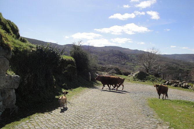 Peneda-Gerês National Park - A Time Travel Through The Mountains - - Your morning in Braga: pickup, timing, and how the day flows