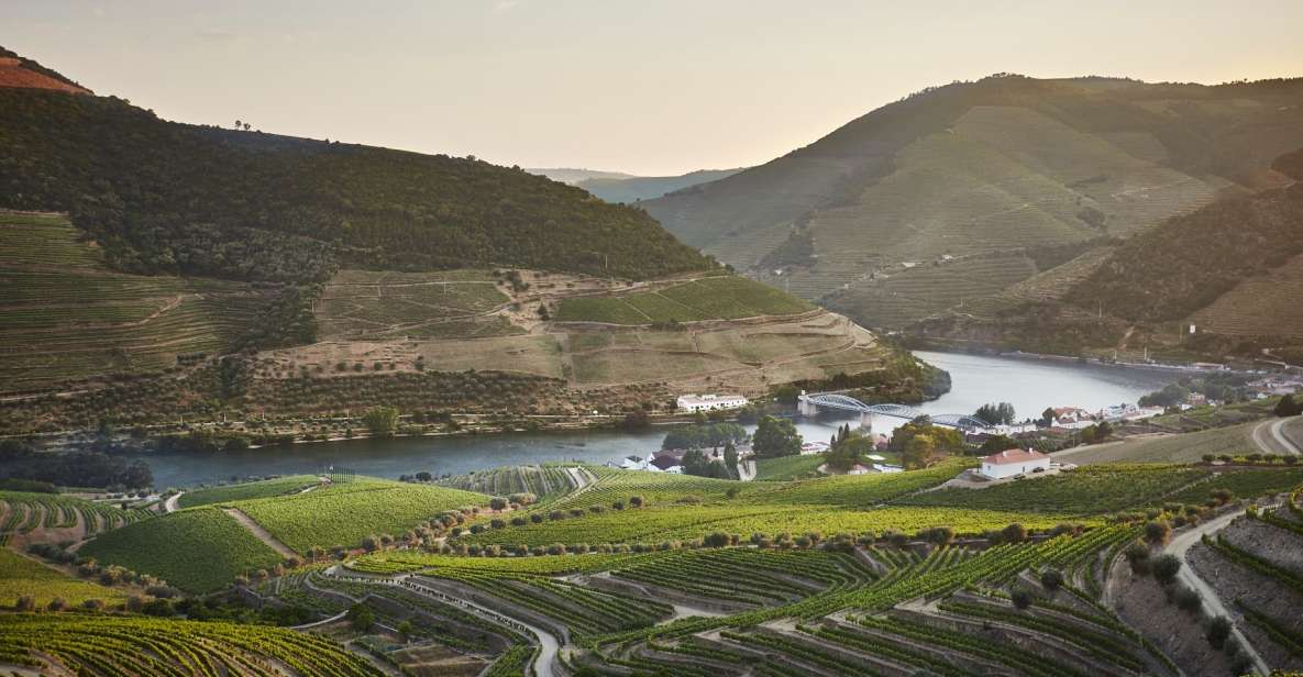 Pinhão: Quinta do Bomfim Visit and Tasting - The vineyard walks: dry stone terraces and real mountain vines