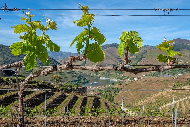 Porto: Douro Valley, 2 Wine Regions, Sommelier, Boat Trip & Lunch - Miradouro Torguiano Stop: The Small Photo Break Before Sabrosa