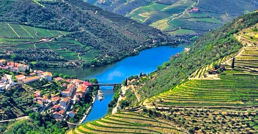 Porto: Douro Valley Private Tour 2 Vineyards & River Cruise - Vineyard tastings plus olive oil: why that extra stop matters