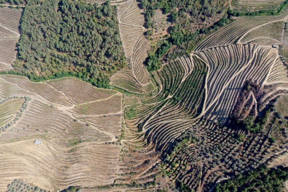 Porto: Douro Valley Tour w/ 3 Tastings, Lunch, & Opt. Cruise - Pinhão Station Tiles: The Douro Wine Story in Blue and White