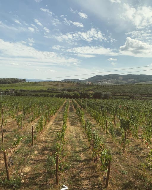 Porto: Douro Valley Tour w/ 3 Tastings, Lunch, & Opt. Cruise - Amarante Stop for Vinho Verde, Cheese, and Green Wine Energy