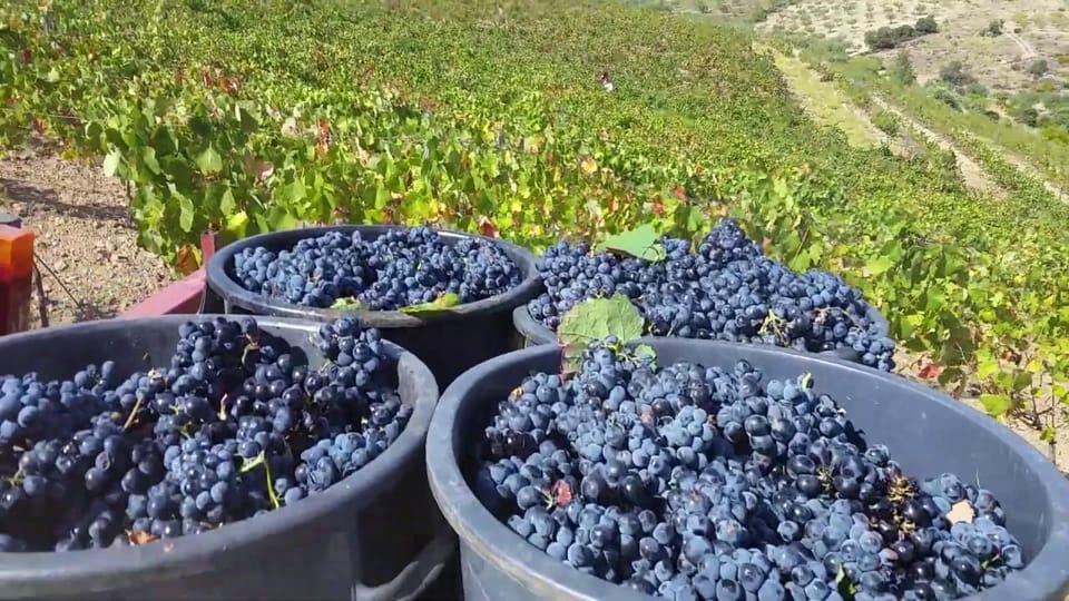 Porto: Douro Valley Tour with 2 Wineries, Lunch and Cruise - Cais do Pinhão river cruise: the Douro you pictured