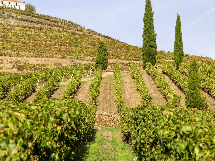 Porto: Douro Valley Tour with 3 vineyards and lunch. - Starting in Porto: Trindade Metro to the High Douro Wine Region