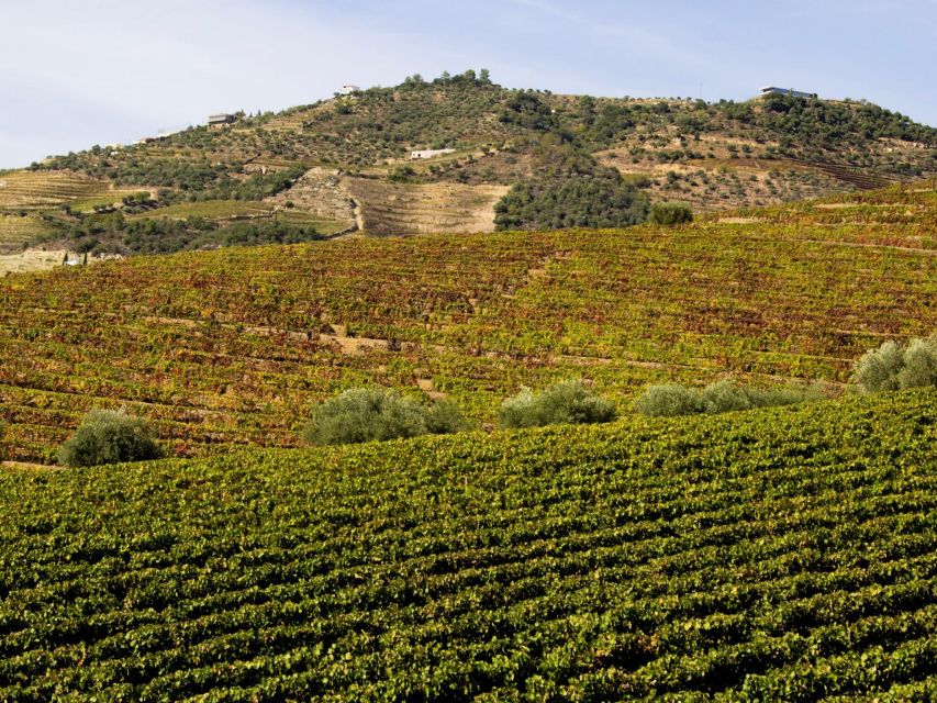 Porto: Douro Valley Tour with 3 vineyards and lunch. - Sabrosa Lunch and Wine Tasting: the best part of the “why” behind the region