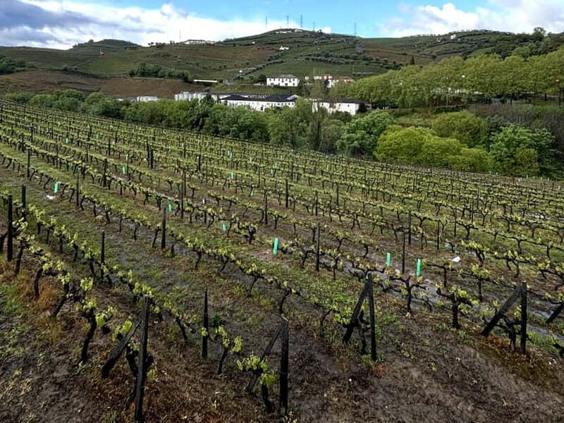 Porto: Douro Valley Tour with 3 Wineries and Lunch - Why Port Wine History Shows Up More Than Once