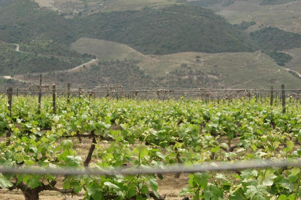 Porto: Douro Valley Wine Tour - Viewpoints and UNESCO vineyard hillsides: why the scenery matters