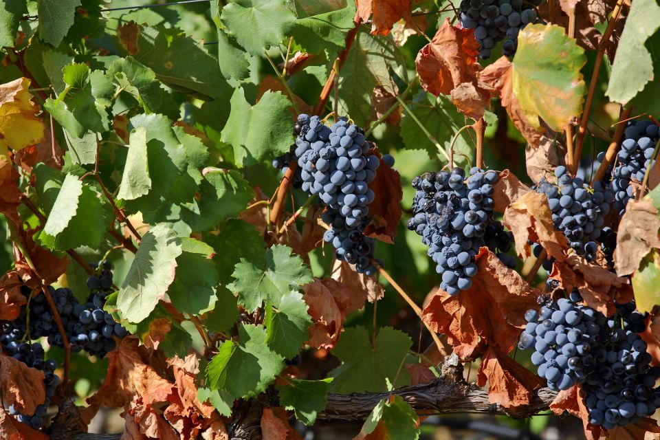 Porto: Douro Valley Wine Tour - Price and value: is $116 worth it?