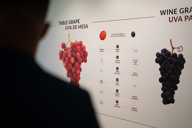 Porto: Wine Experience Museum with 3 Wine Tastings - What you learn here that you won’t in a basic tasting