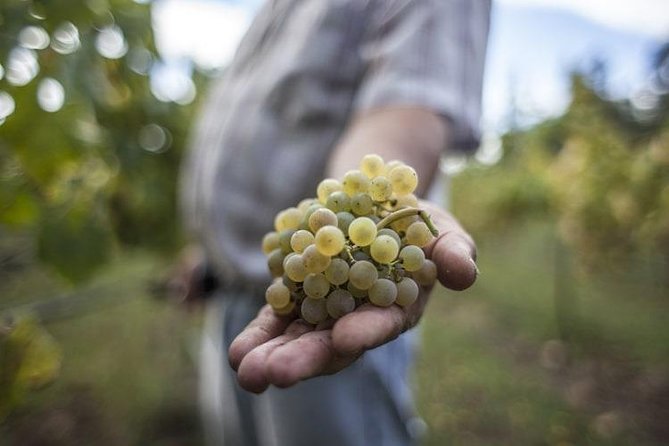 Premium Private Vinho Verde Tour:3 Wineries with Tastings & Lunch - Why Vinho Verde Feels Different on a Full-Day Tour