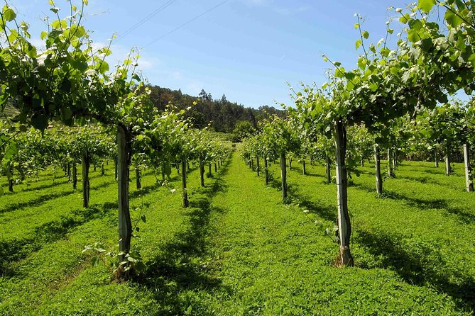 Premium Private Vinho Verde Tour:3 Wineries with Tastings & Lunch - Minho Wine Country and the 1908 Region Context