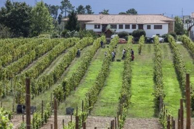 Premium Private Vinho Verde Tour:3 Wineries with Tastings & Lunch - The Winery Stops: Vineyard Views, Cellar Time, and Real Tastings